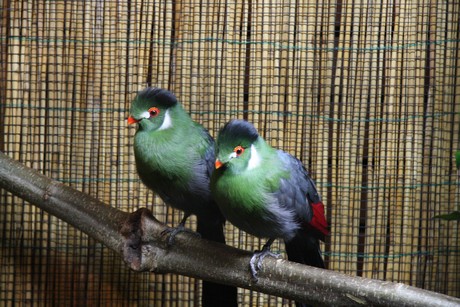 vogelausstellung