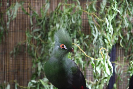 vogelausstellung