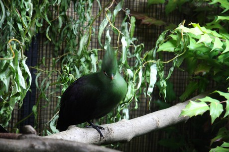 vogelausstellung