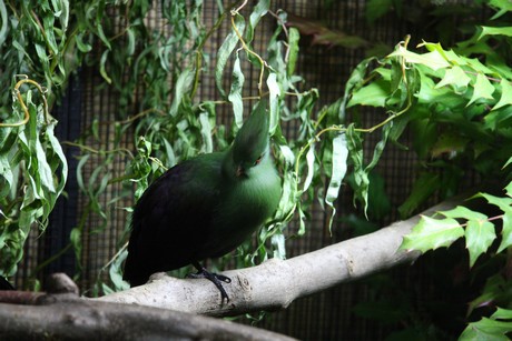 vogelausstellung