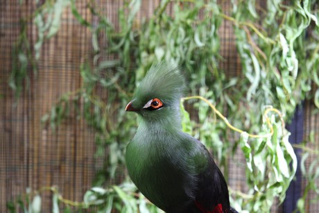 vogelausstellung