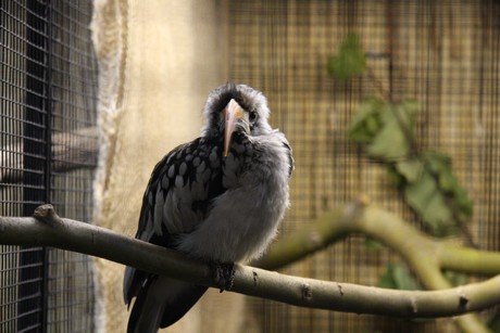 vogelausstellung