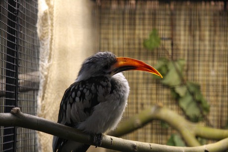 vogelausstellung