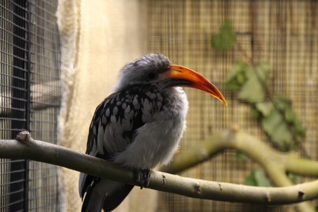 vogelausstellung