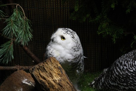 vogelausstellung