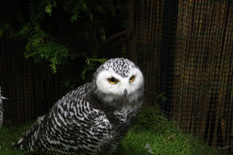 vogelausstellung