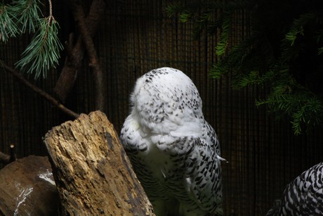 vogelausstellung