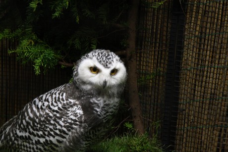 vogelausstellung