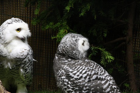 vogelausstellung