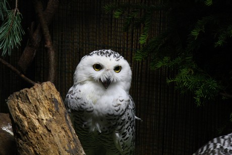 vogelausstellung