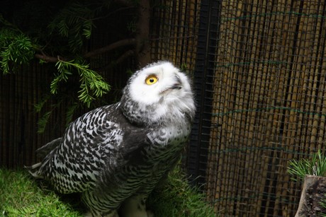 vogelausstellung