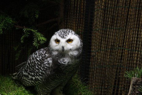 vogelausstellung