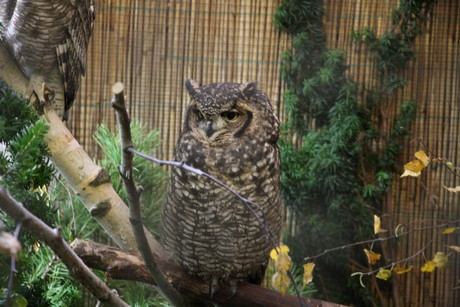 vogelausstellung