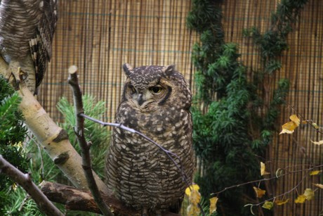 vogelausstellung