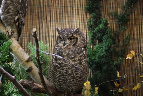 vogelausstellung