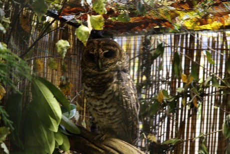 vogelausstellung