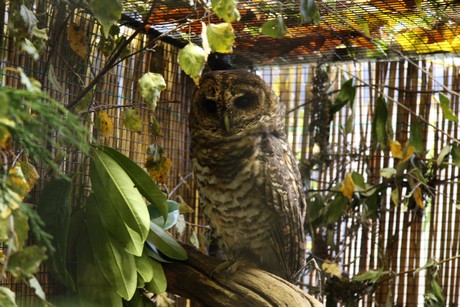 vogelausstellung