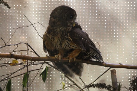 vogelausstellung