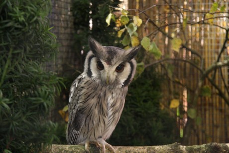 vogelausstellung