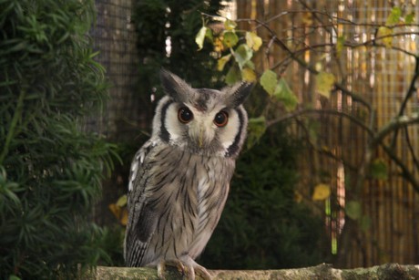 vogelausstellung