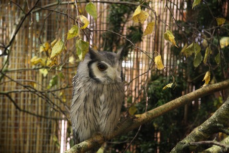 vogelausstellung