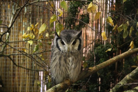 vogelausstellung