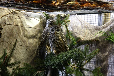 vogelausstellung