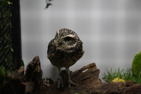 vogelausstellung