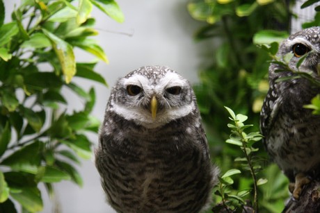 vogelausstellung