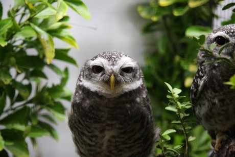 vogelausstellung