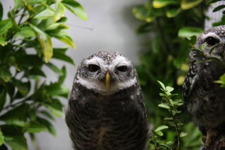 vogelausstellung