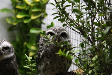 vogelausstellung