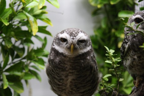 vogelausstellung