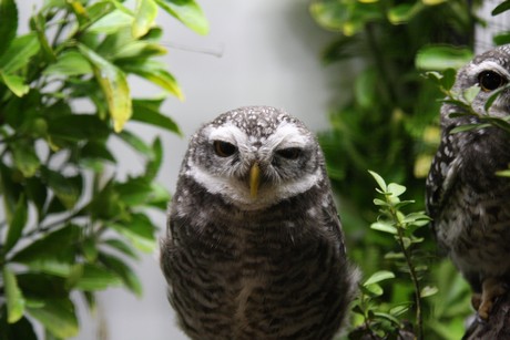 vogelausstellung