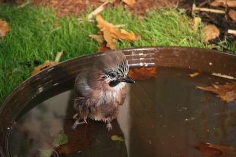 vogelausstellung