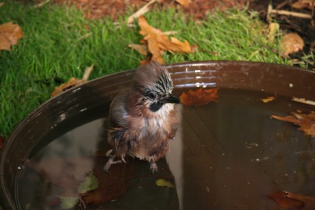 vogelausstellung