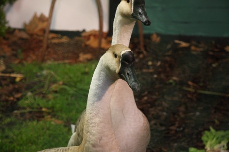 vogelausstellung