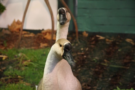 vogelausstellung