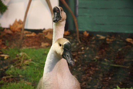 vogelausstellung