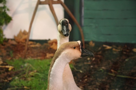 vogelausstellung