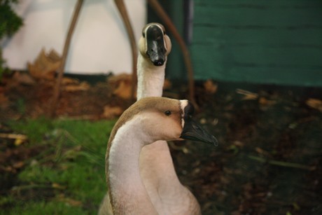 vogelausstellung