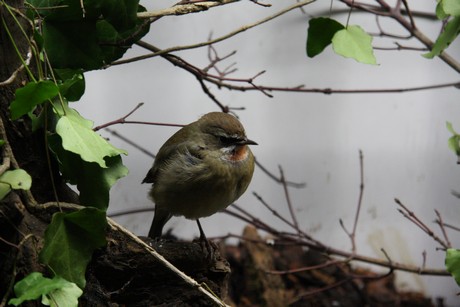 vogelausstellung