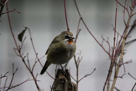 vogelausstellung