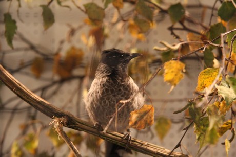 vogelausstellung