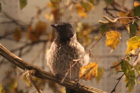 vogelausstellung