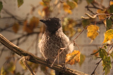 vogelausstellung