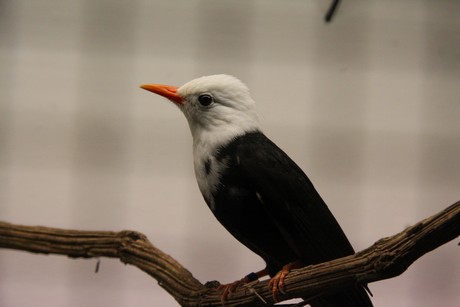 vogelausstellung