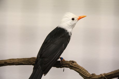 vogelausstellung