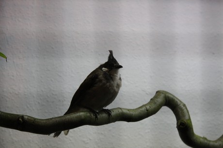 vogelausstellung