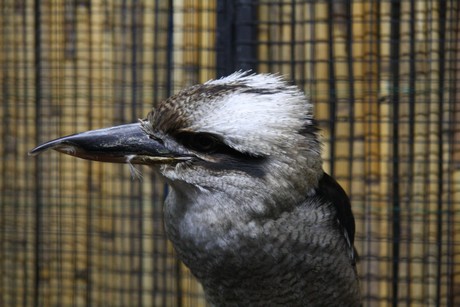 vogelausstellung